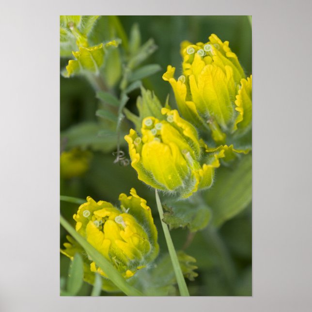 Indian Golden Paintbrush Castilleja Poster (Vorne)