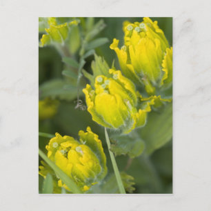 Indian Golden Paintbrush Castilleja Postkarte