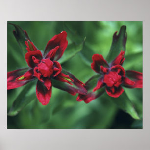 Indian Paintbrush, Banff NP, Alberta, Kanada 2 Poster