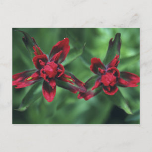 Indian Paintbrush, Banff NP, Alberta, Kanada 2 Postkarte