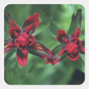 Indian Paintbrush, Banff NP, Alberta, Kanada 2 Quadratischer Aufkleber
