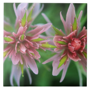Indian Paintbrush, Banff NP, Alberta, Kanada Fliese