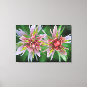 Indian Paintbrush, Banff NP, Alberta, Kanada Leinwanddruck