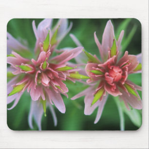 Indian Paintbrush, Banff NP, Alberta, Kanada Mousepad