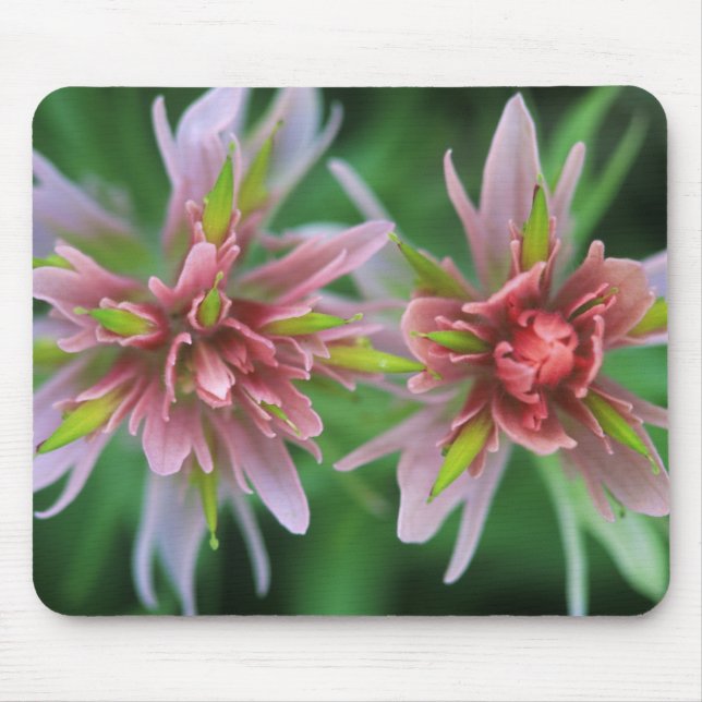 Indian Paintbrush, Banff NP, Alberta, Kanada Mousepad (Vorne)
