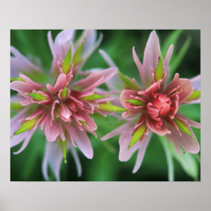 Indian Paintbrush, Banff NP, Alberta, Kanada Poster
