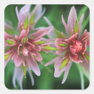 Indian Paintbrush, Banff NP, Alberta, Kanada Quadratischer Aufkleber
