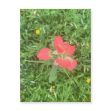 Indian Paintbrush Bloom Magnet