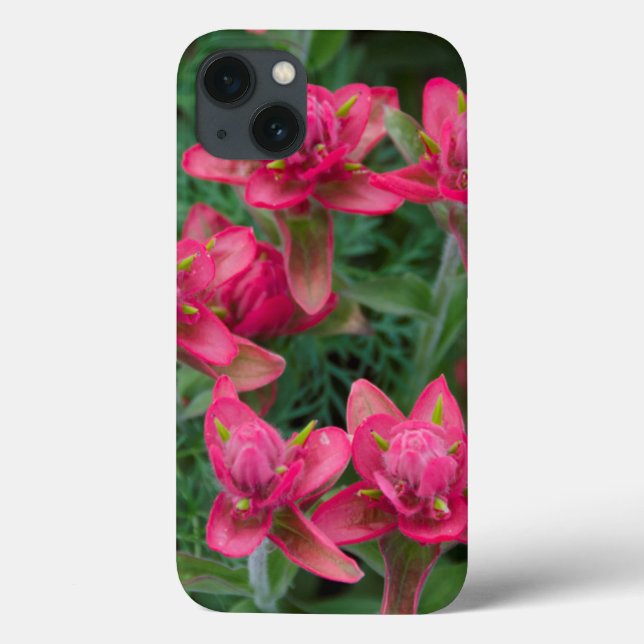 Indian Paintbrush Case-Mate iPhone Hülle (Rückseite)