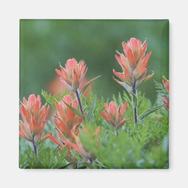 Indian Paintbrush, Castilleja miniata, Ouray, Magnet (Vorne)