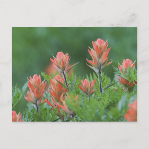 Indian Paintbrush, Castilleja miniata, Ouray, Postkarte