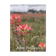 Indian Paintbrush Postcard