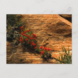 Indian Paintbrush Postcard Postkarte