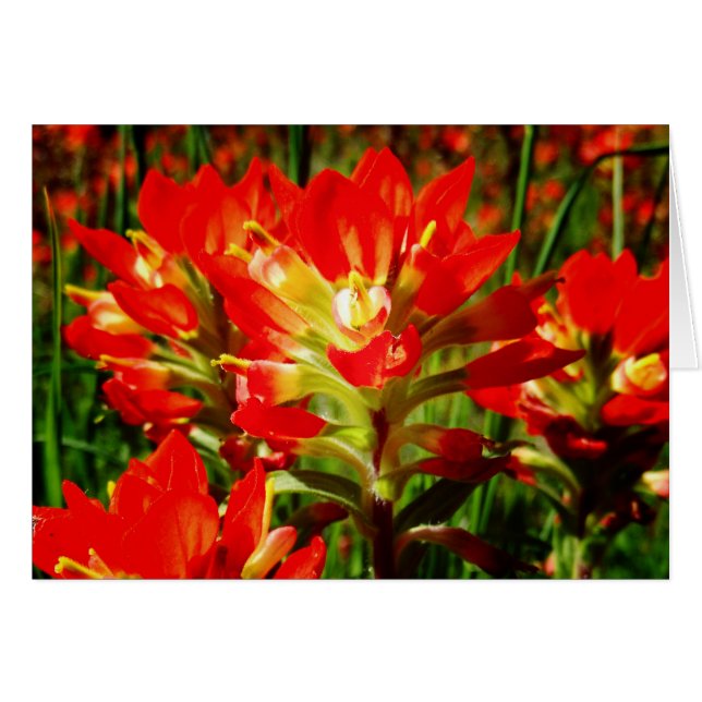 Indian Paintbrush Red Texas Wildblume Blank (Vorderseite (Horizontal))