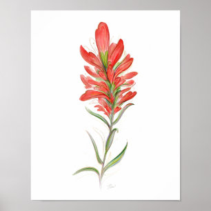 Indian Paintbrush Rote Wildblume Art Poster