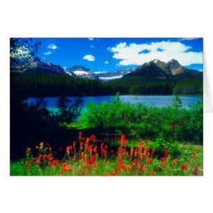 Indian Paintbrush-Wildblumen