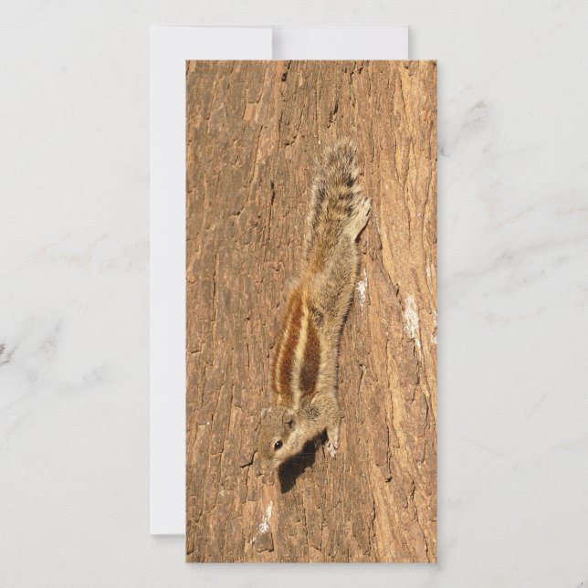 Indian Palm Eichhörnchen auf einem Baumstamm (Vorderseite)