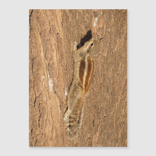 Indian Palm Eichhörnchen auf einem Baumstamm Magnetkarte (Vorderseite)