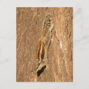Indian Palm Eichhörnchen auf einem Baumstamm Postkarte
