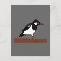 Indian Pied Myna Bird Art
