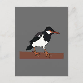 Indian Pied Myna Bird Art Postkarte