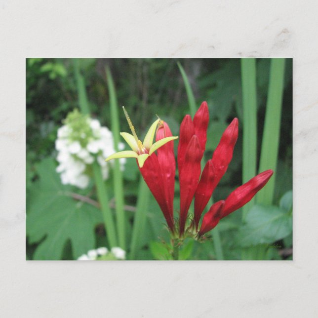 Indian Pink Postcard Postkarte (Vorderseite)