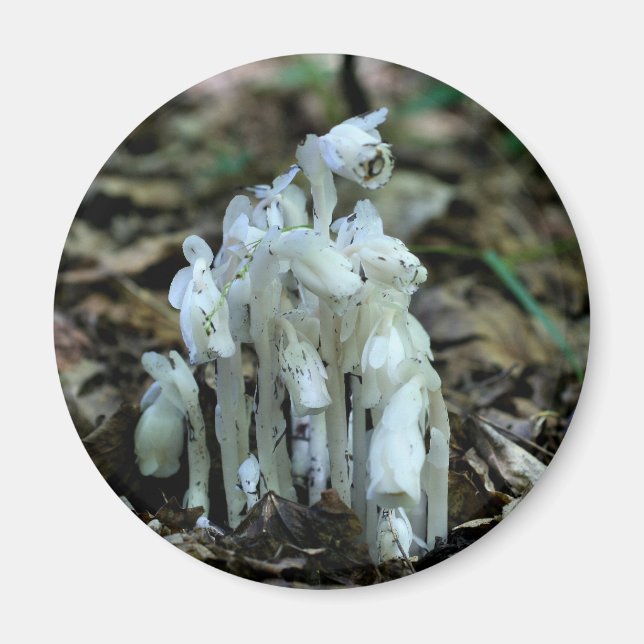 Indian Pipe Wildblumen Natur  Magnet (Vorne)