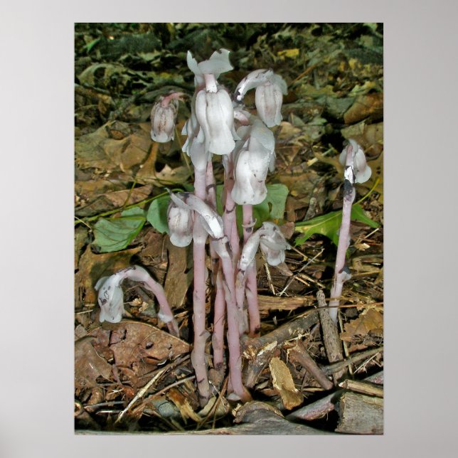 Indian Pipes Poster (Vorne)