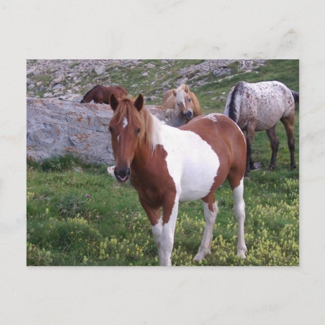 Indian Pony Postcard Postkarte (Vorderseite)