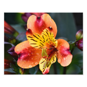 Indian Summer Blume Fotodruck