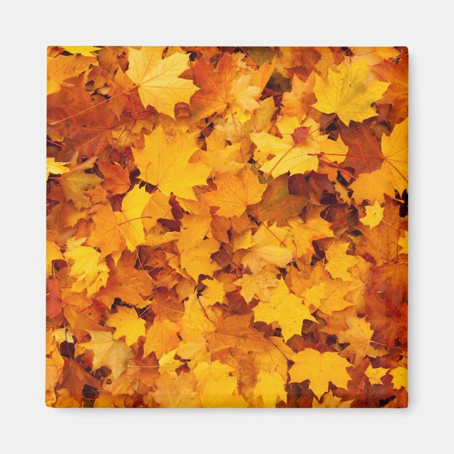 Indian Summer Golden Blätter Magnet (Vorne)