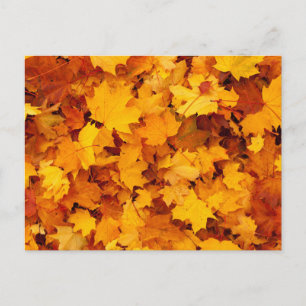 Indian Summer Golden Blätter Postkarte