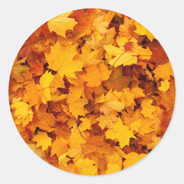 Indian Summer Golden Blätter Runder Aufkleber (Vorderseite)