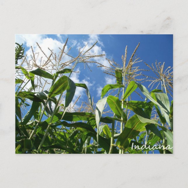 Indiana Corn Postcard Postkarte (Vorderseite)