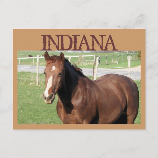 INDIANA Pferd Postkarte (Vorderseite)