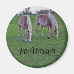 Indiana-Pferde Magnet
