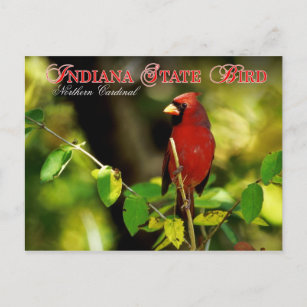 Indiana Staat Bird - Nordlicher Kardinal Postkarte