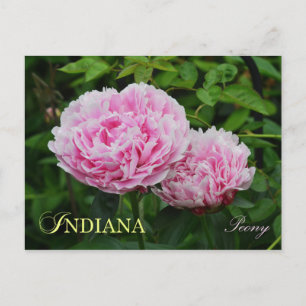 Indiana Staat Blume: Peony Postkarte