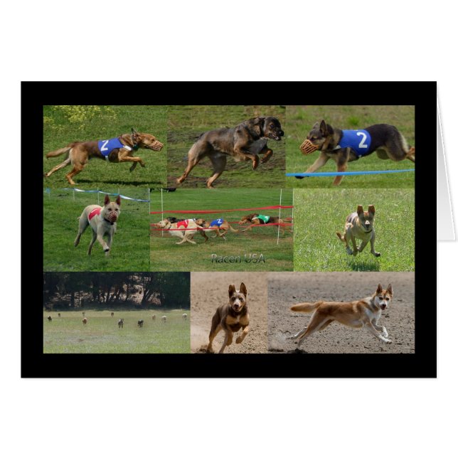 indiandog Rennen USA (Vorderseite (Horizontal))