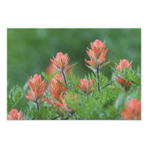 Indianer-Pinsel, Castilleja miniata, Ouray, Fotodruck