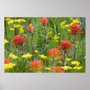 Indianer-Pinsel und Biscuitroot-Wildblumen Poster