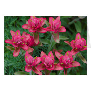 Indianer-Pinselblume