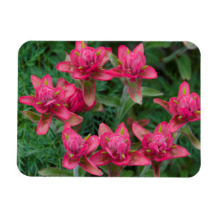 Indianer-Pinselblume Magnet
