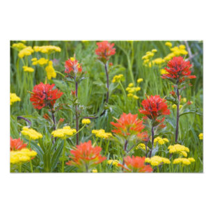 Indianerpinsel und Biscuitroot-Wildblumen Fotodruck