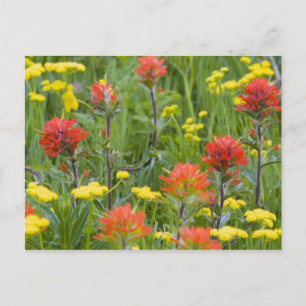 Indianerpinsel und Biscuitroot-Wildblumen Postkarte