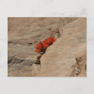 Indianischer Pinsel in Felsen in Zion Postkarte