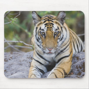 Indien, Bandhavgarh Nationalpark, Tigerjunges Mousepad