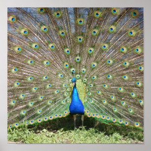 Indien-Blau-Pfau Poster