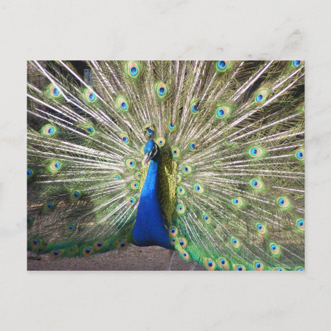 Indien Blue Peacock Postkarte (Vorderseite)