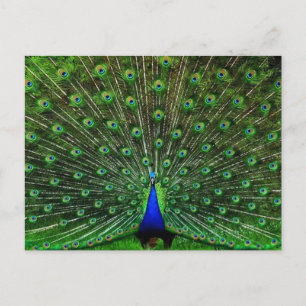 Indien Blue Peacock Postkarte